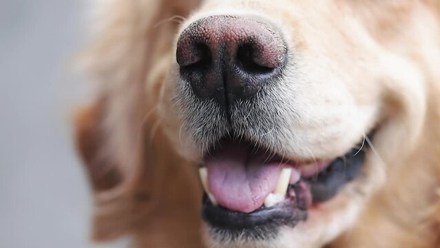 Close-up of Golden Retriever dog smile. Concept of animals and pets.
