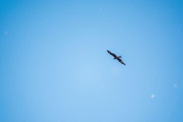 The bird of prey Black Kite flying in blue Sky in winter snowfall