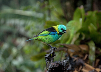 Green-headed Tanager