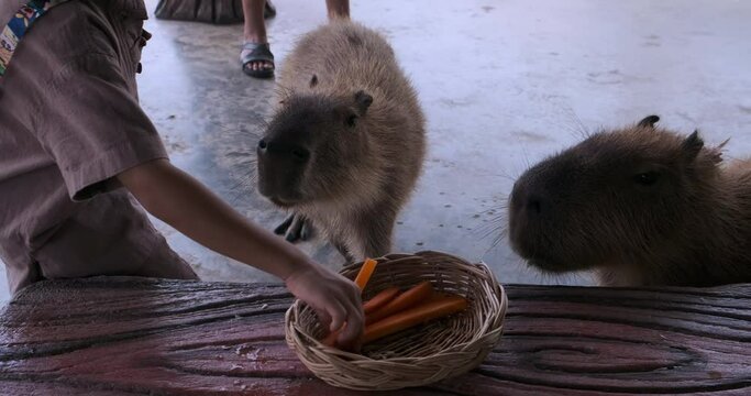 Happy little boy feeding food to Capybara big rat in zoo friendly animal