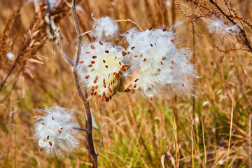 Detail of milkweed seed pods bursting open in fall fields