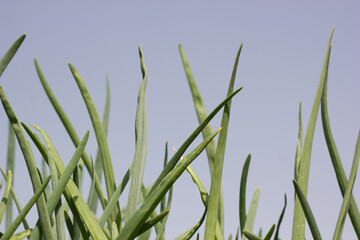 Young onion