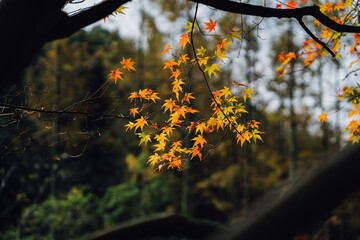 autumn leaves in the forest