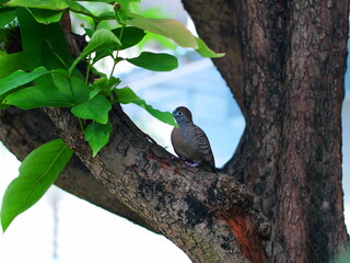Beautiful tree branch with bird background. Wild life in the nature concept.