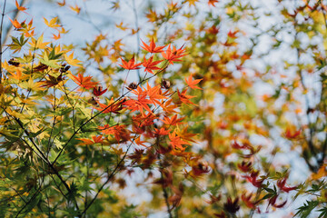 autumn leaves in the forest