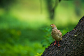 Gray Francolin Portrait
The grey francolin (Ortygornis pondicerianus), also known as 