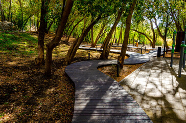 A winding wooden path in the forest on a summer day.