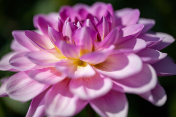 広島県世羅高原農場のダリア