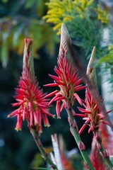 landscape of south Izu peninsula in Japan