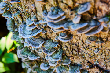 Bark of log covered in small green mushroom fungi