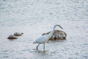 The small white heron or Little egret stands in the lake