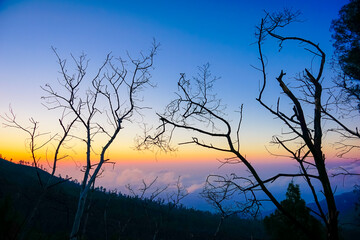 Tree silhouettes die at dawn near the Kawah Ijen Volcano, Indonesia.