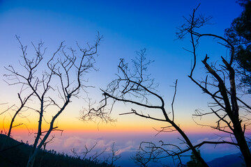 Tree silhouettes die at dawn near the Kawah Ijen Volcano, Indonesia.