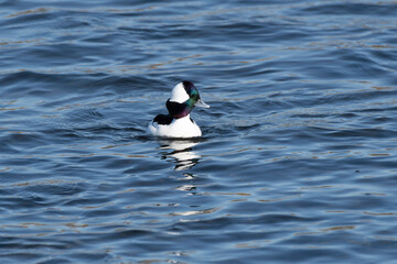 Bufflehead swimming in a river