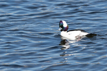 Bufflehead swimming in a river