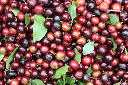 cranberry stock on shop for sell