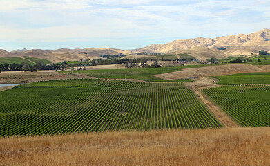 Rows of grape bushes - Marlborough Region - New Zealand
