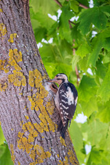 Female Syrian woodpecker, Dendrocopos syriacus, sits on a tree trunk.