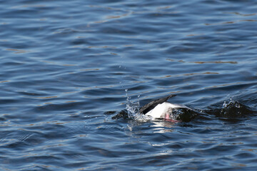Obraz premium Bufflehead diving into the river