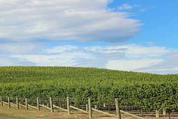 Fototapeta na wymiar Grape plantation - Marlborough Region - New Zealand