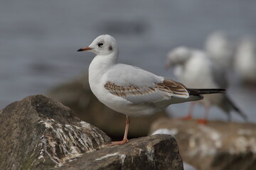 seagull on a rock