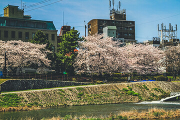 a Kamo River and Kyoto Center Kyoto, Japan 12 April 2012