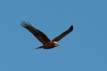 Fototapeta premium bird of prey in flight