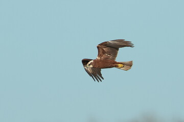bird of prey in flight