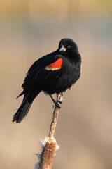 red winged blackbird sitting on a cat tail
