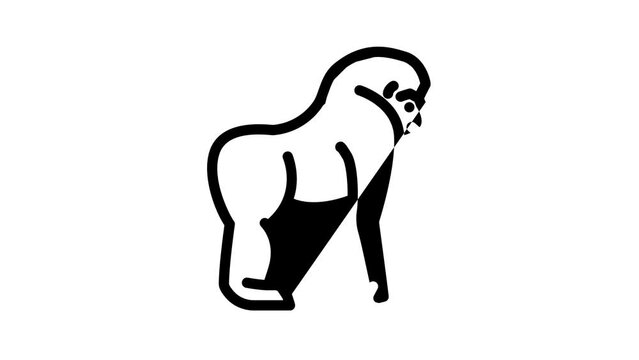 monkey animal line icon animation