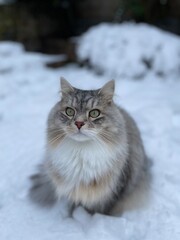 Cat in the snow in backyard in london. siberian cat playing in garden in the snow