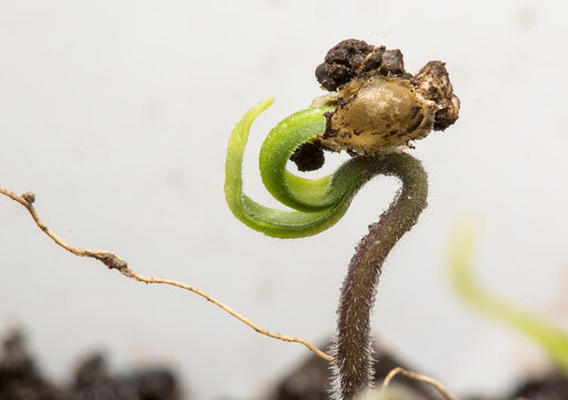 Semilla de tomate germinada, se observan las primeras hojas falsas terminando de salir de la cubierta de la semilla