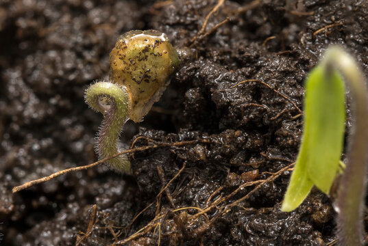 Semilla de tomate germinada