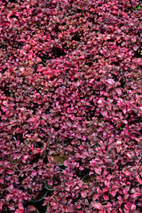  blood leaves plant, red with pink leaves, 