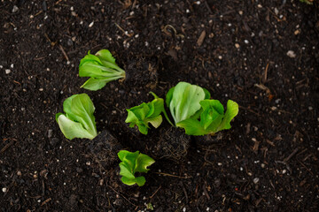Romaine lettuce seedlings. Growing vegetables in garden. Lettuce plant set on the ground.Home garden
