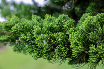 Christmas tree leaves