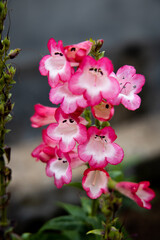 Fototapeta na wymiar pink with white flowers