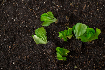 Romaine lettuce seedlings. Growing pure bio vegetables in your own garden. Lettuce plant set on the ground close-up. view from abov.Home garden