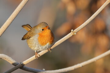 robin on a frosty branch