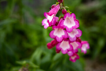 Fototapeta na wymiar pink with white flowers