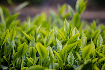 Tea field in morning Tea plantation. Tea field with sunlight in morning Sunny early on tea plantation Early sun on a tea plantation with young tea leaves reaching their early dew