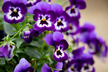 Pansies are a type of Viola ( Viola × wittrockiana) with large heart-shaped, overlapping petals and one of the widest ranges of bright, pretty colors and patterns. 
