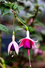 The fuchsia plant is an exotic plant that comes from Central and South America