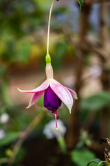 The fuchsia plant is an exotic plant that comes from Central and South America