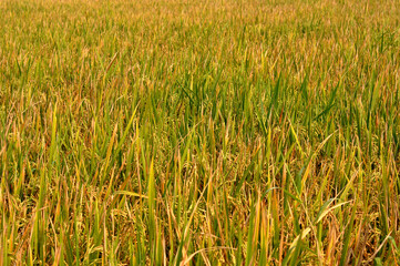yellow rice is a sign that it is ready for harvest is the result of planting carried out by farmers