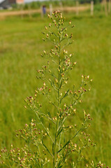 blooming tree in spring
