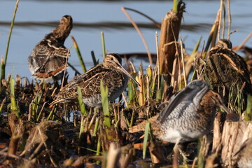 common snipe in the grass