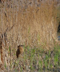 bittern in the reeds