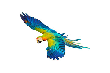 Fototapeta premium Colorful flying parrot isolated on transparent background png file