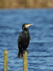 cormorant perched on a pole